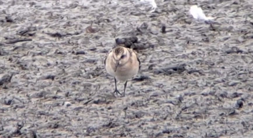 Sanderling - ML641743251