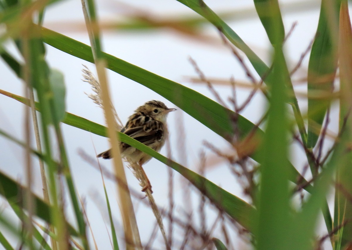 Zitting Cisticola - ML641743285