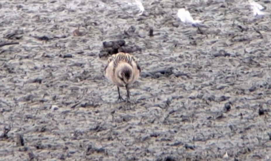 Sanderling - ML641743287