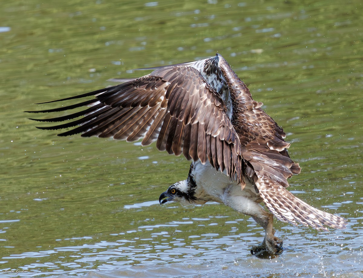 Balbuzard pêcheur - ML641743324
