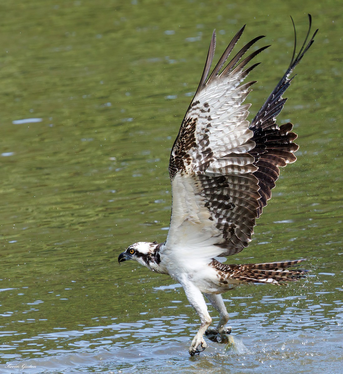 Balbuzard pêcheur - ML641743325