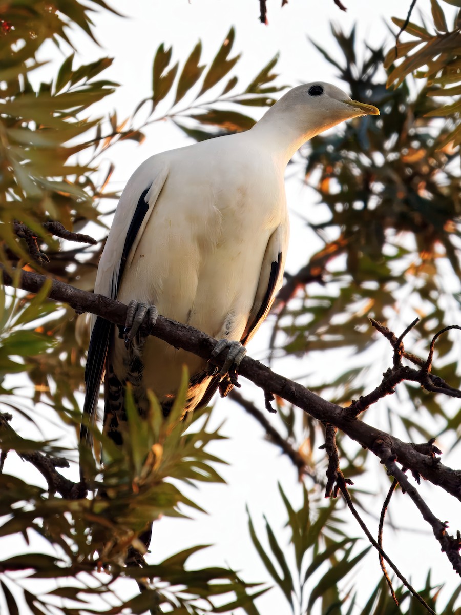 Torresian Imperial-Pigeon - ML641743347