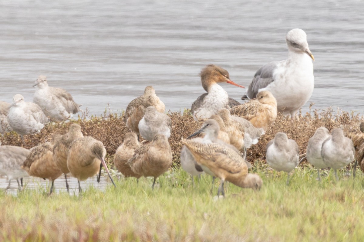Red-breasted Merganser - ML641743348