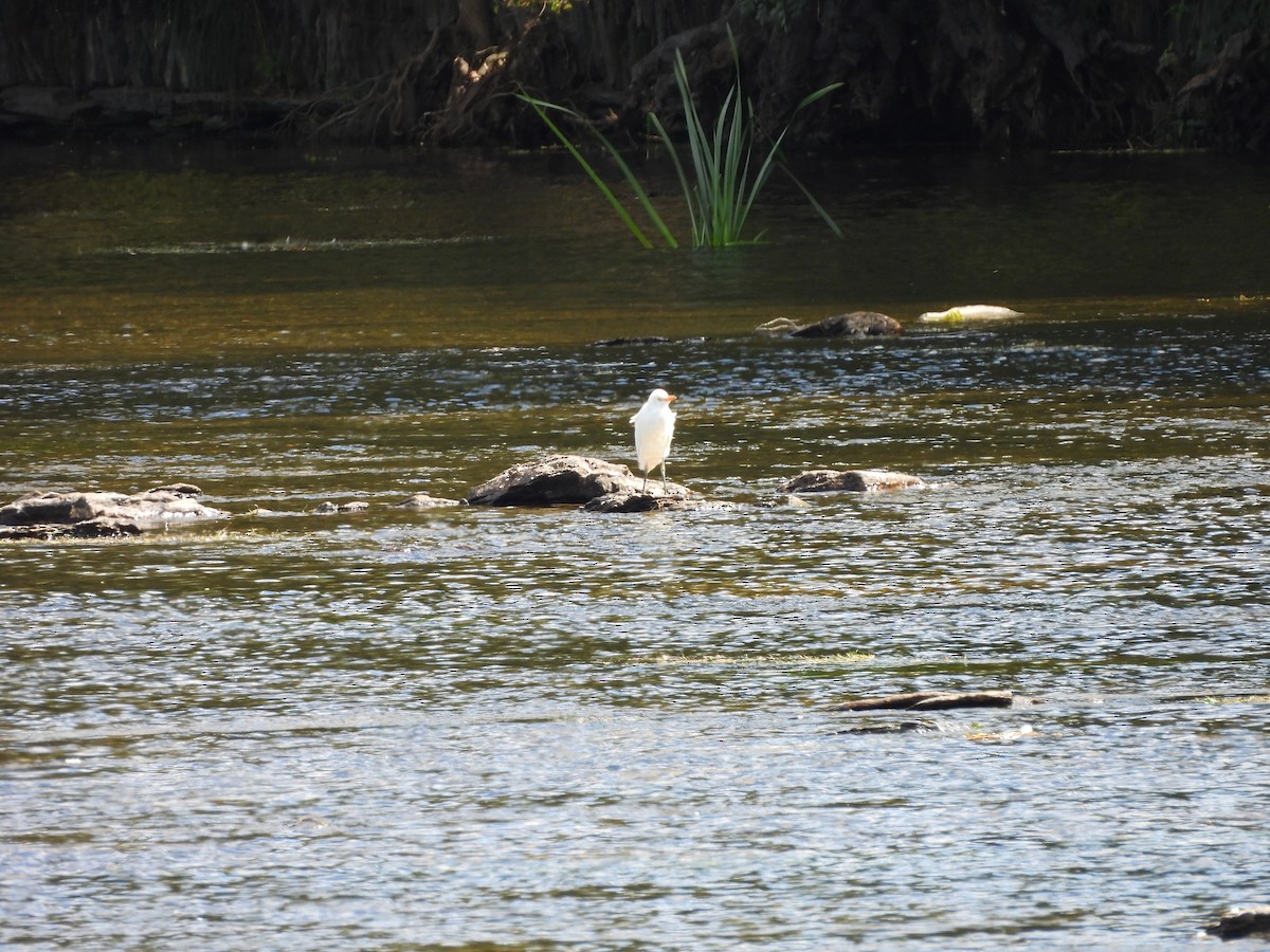 Египетская цапля - ML641743377