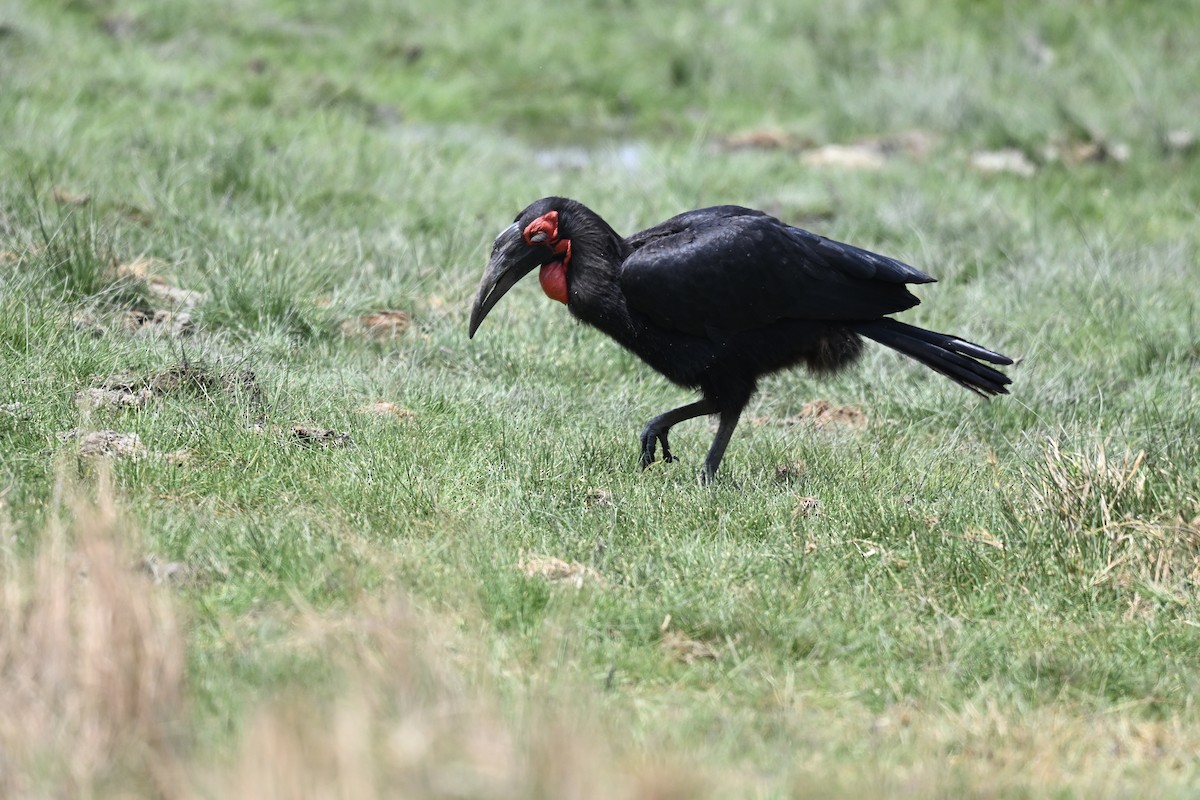 Southern Ground-Hornbill - ML641743378