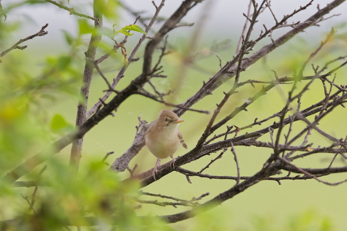 Eastern Olivaceous Warbler - ML641743404