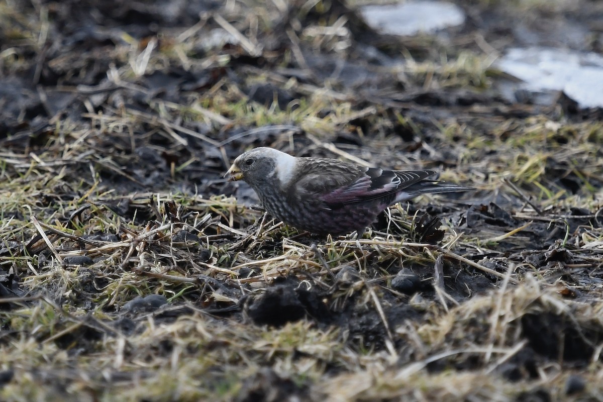Asian Rosy-Finch (Tawny-naped) - ML641743414