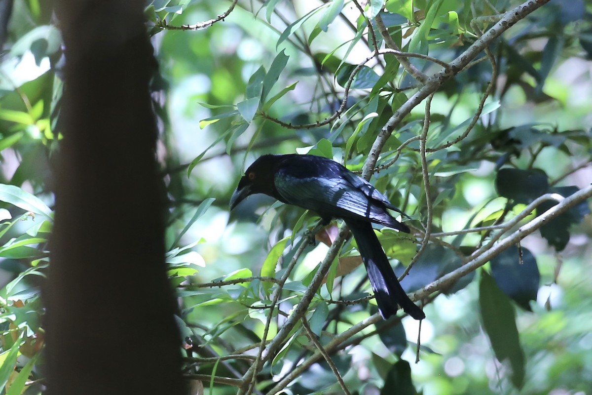Spangled Drongo (Spangled) - ML641743422
