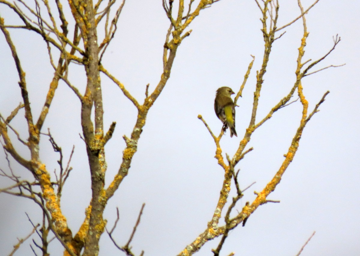 European Greenfinch - ML641743431