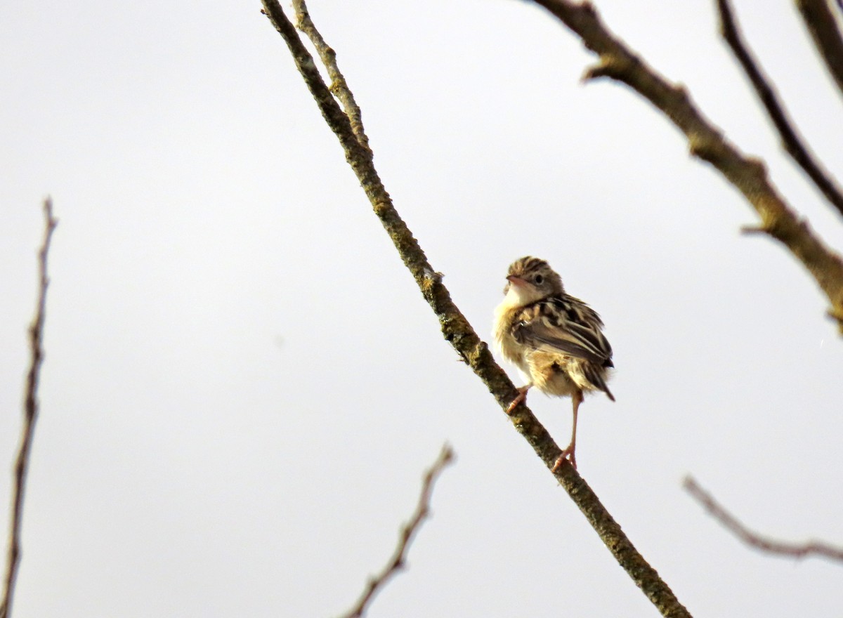 Zitting Cisticola - ML641743450