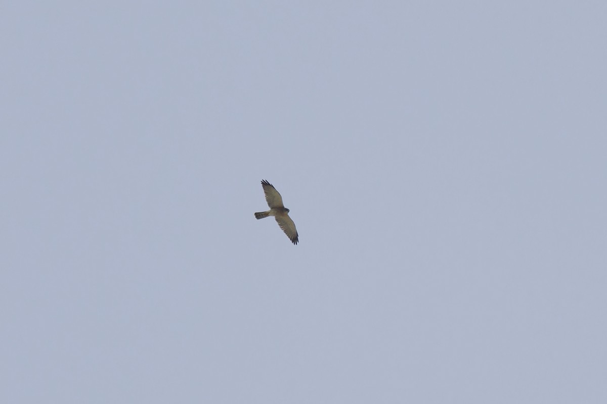 Levant Sparrowhawk - ML641743454