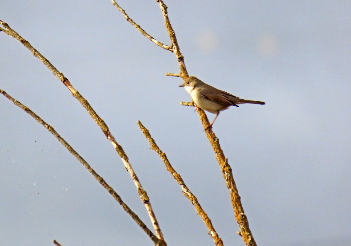 Шөвгөр зэржгэнэ - ML641743470