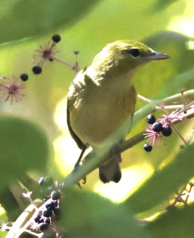 kastanjeparula - ML641743472