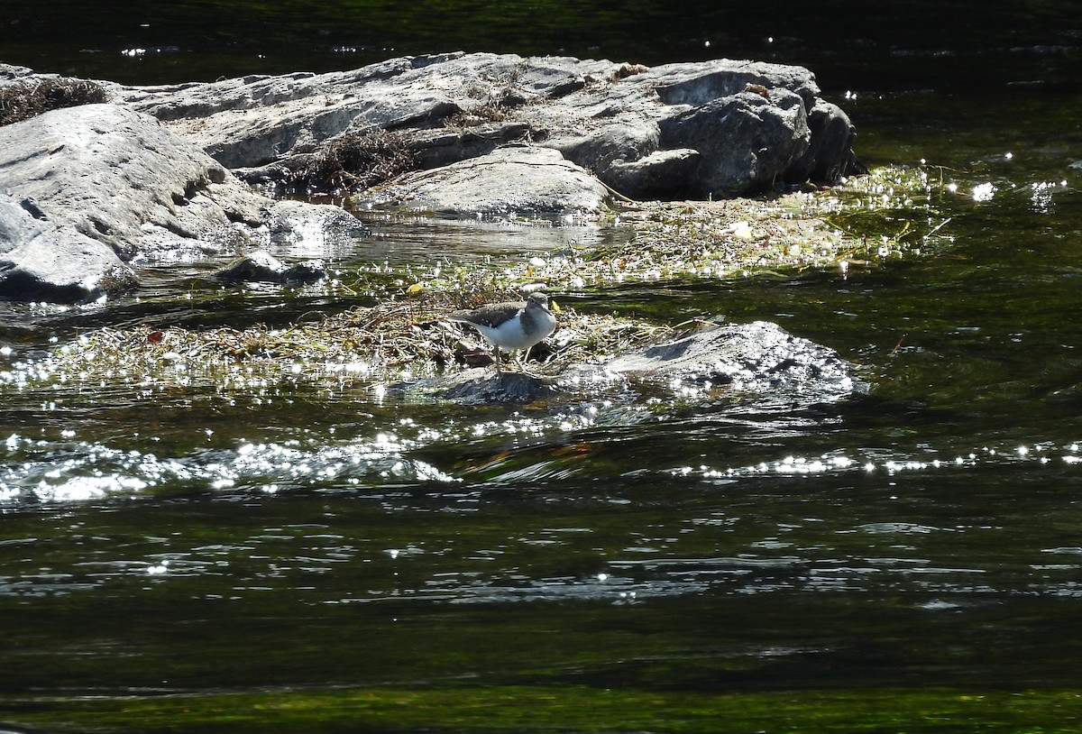 Перевозчик - ML641743480