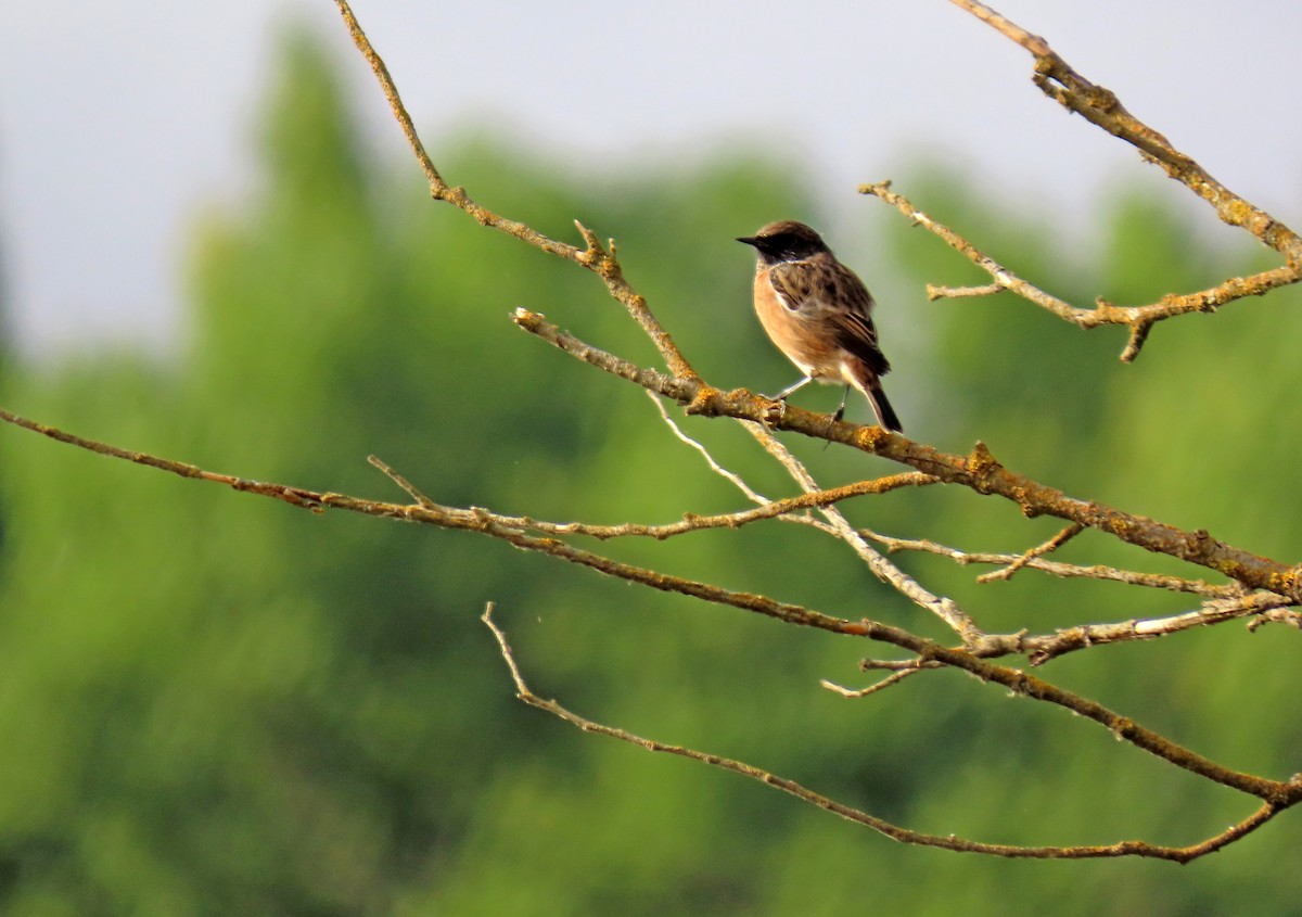 European Stonechat - ML641743504