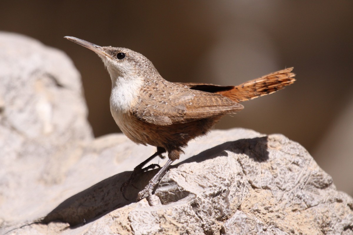 Canyon Wren - ML641743505