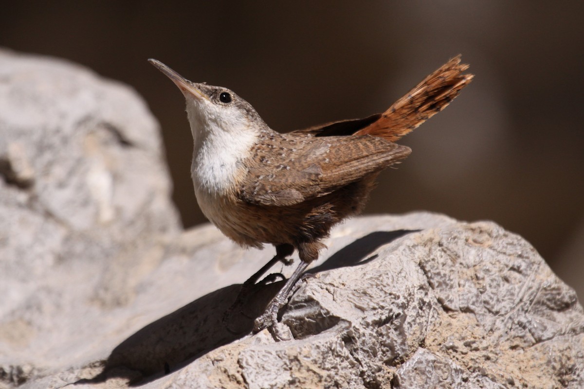 Canyon Wren - ML641743506
