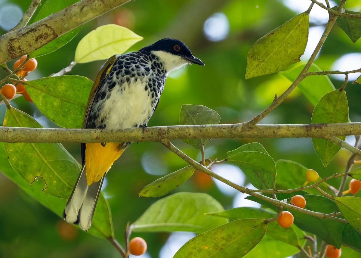 Scaly-breasted Bulbul - ML641743545