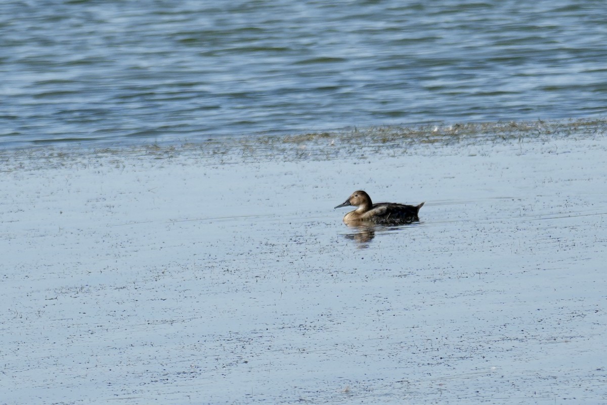 帆背潛鴨 - ML641743555