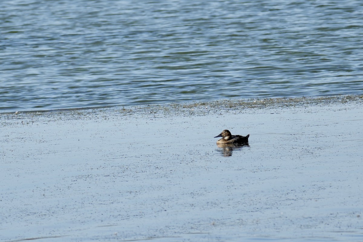 帆背潛鴨 - ML641743556