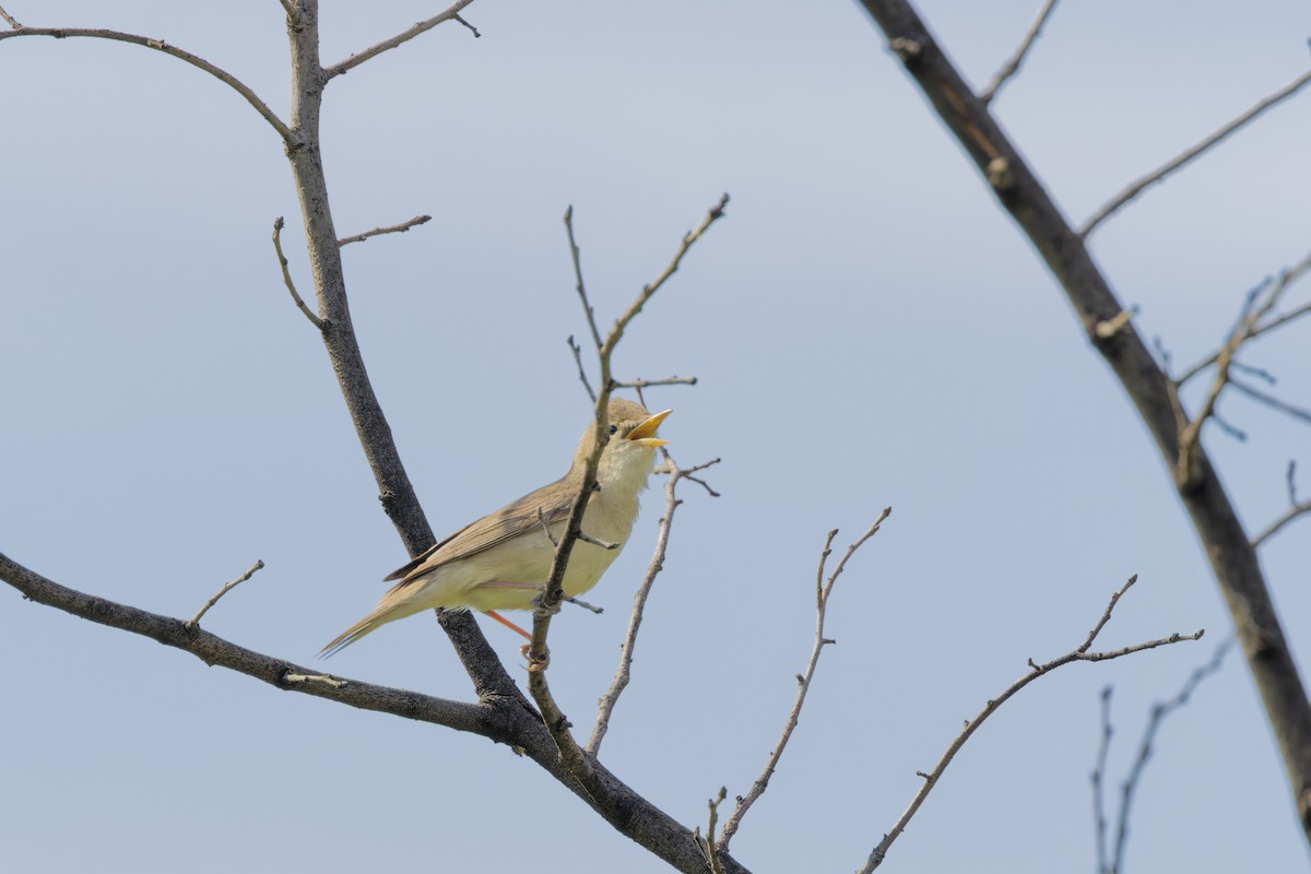 Eastern Olivaceous Warbler - ML641743605