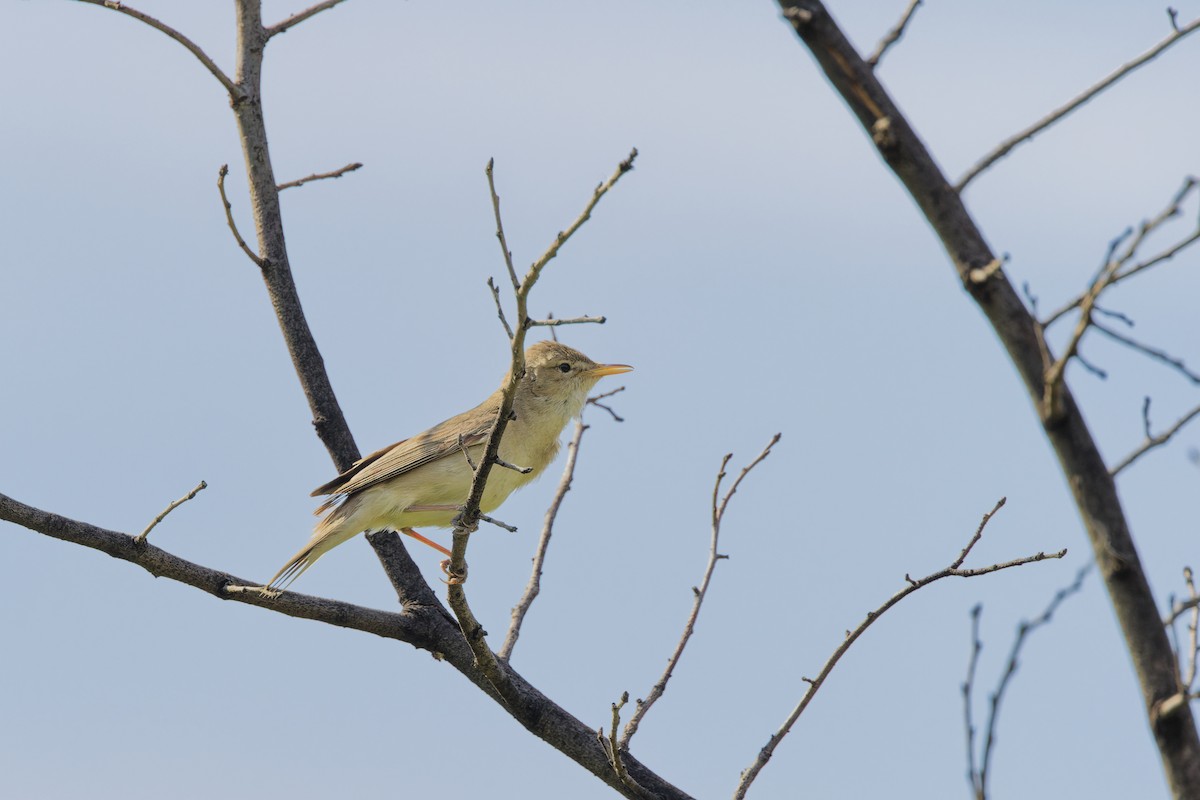 Eastern Olivaceous Warbler - ML641743606