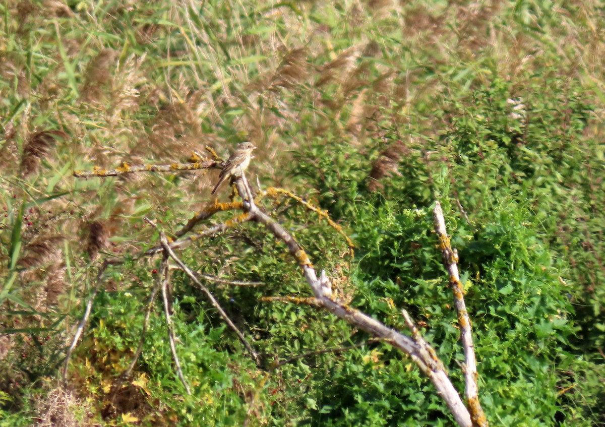 Woodchat Shrike - ML641743618