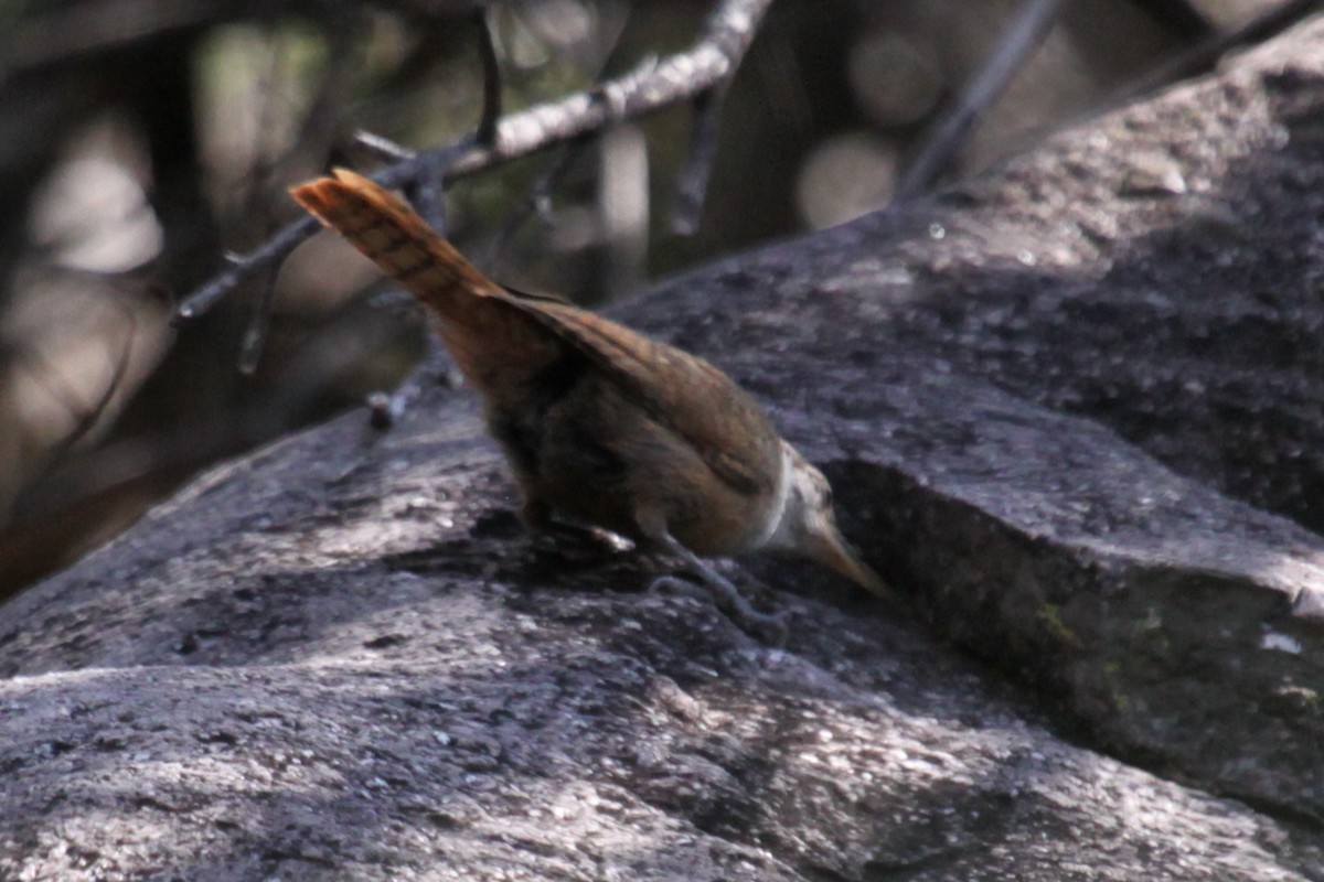 Canyon Wren - ML641743623