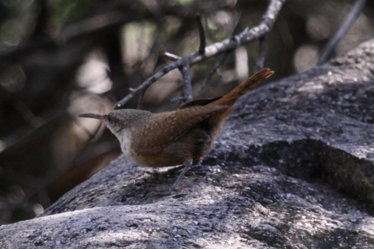 Canyon Wren - ML641743625