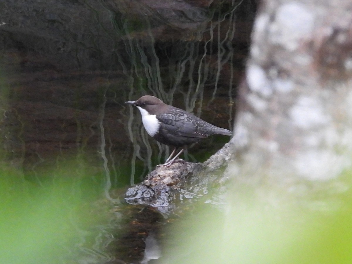 Оляпка - ML641743630