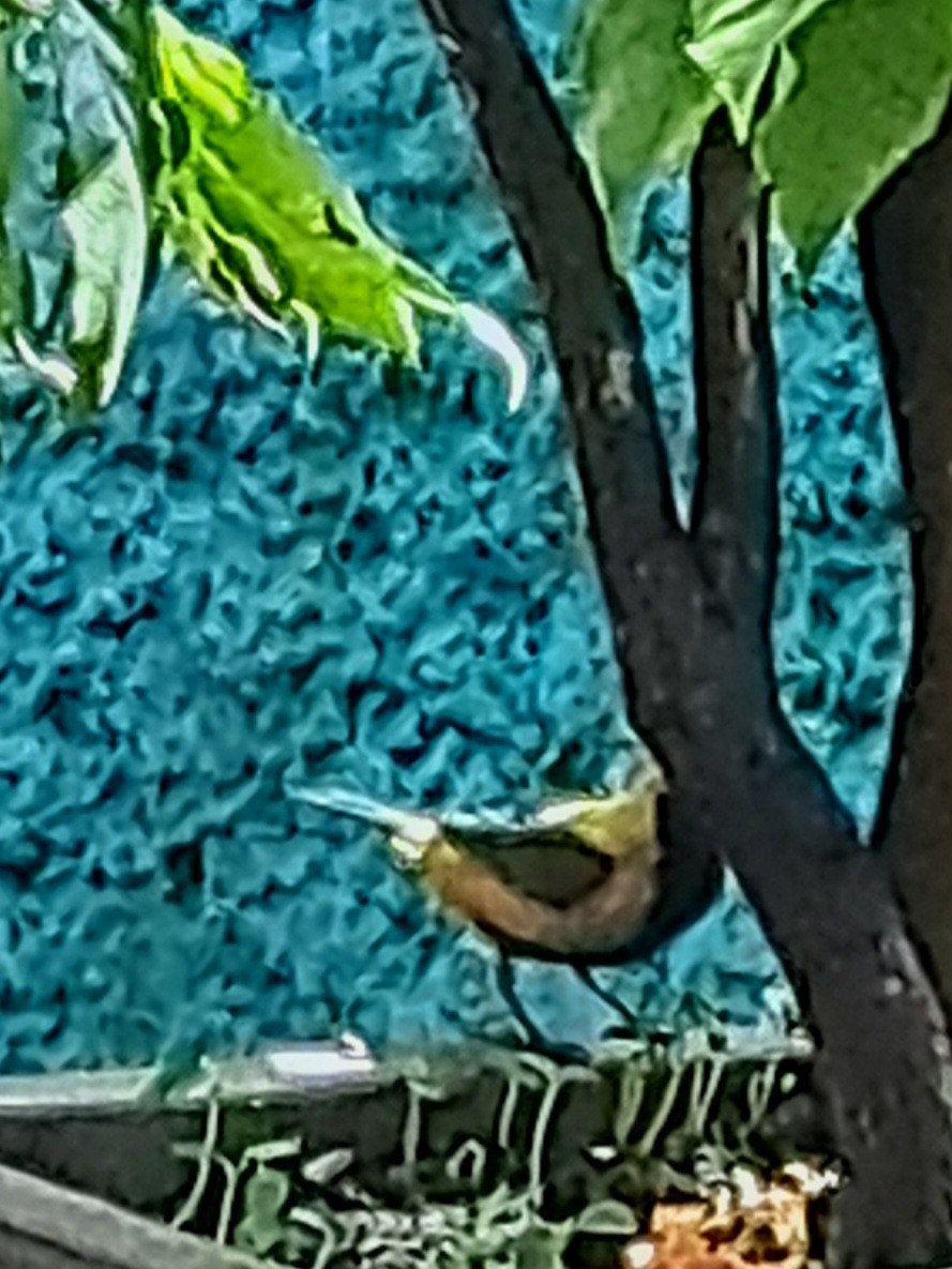 Burnished-buff Tanager - ML641743631