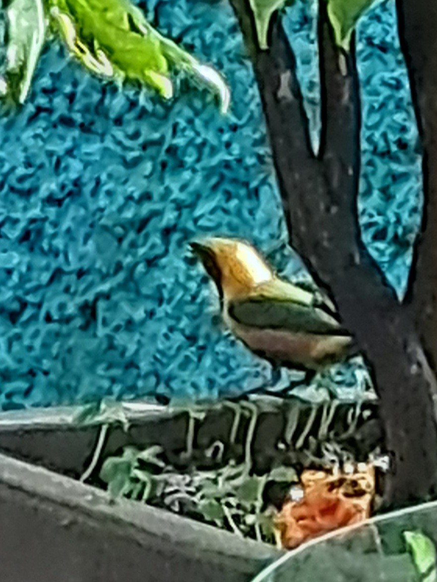 Burnished-buff Tanager - ML641743632