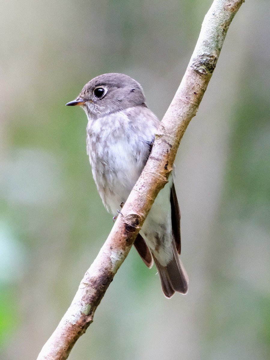 Euli-txori siberiarra - ML641743644