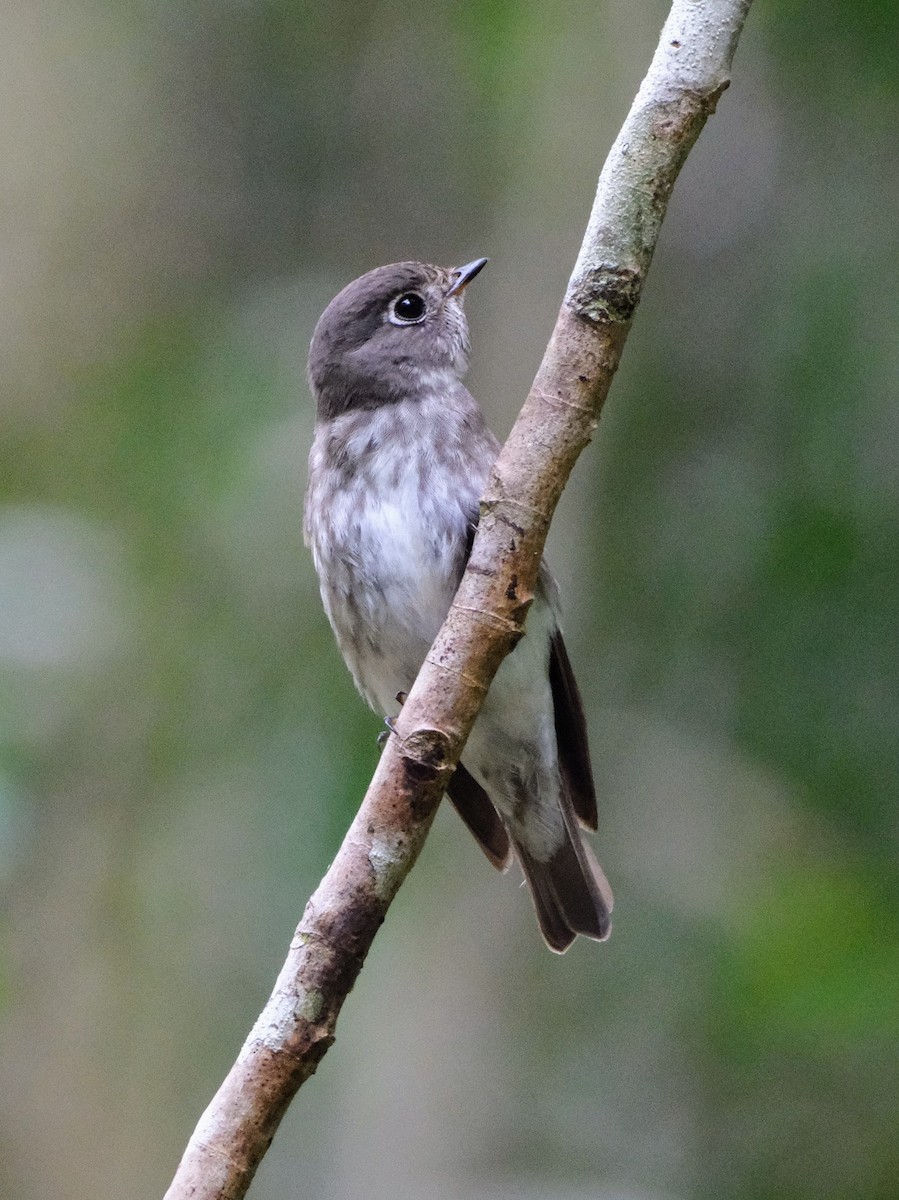 Euli-txori siberiarra - ML641743645