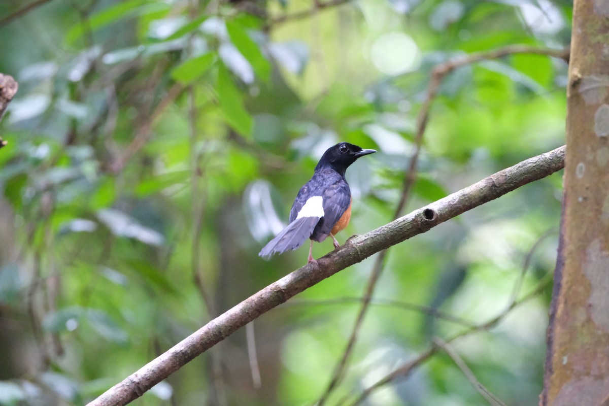 White-rumped Shama - ML641743648