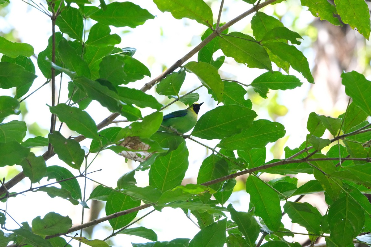 Blue-winged Leafbird - ML641743678