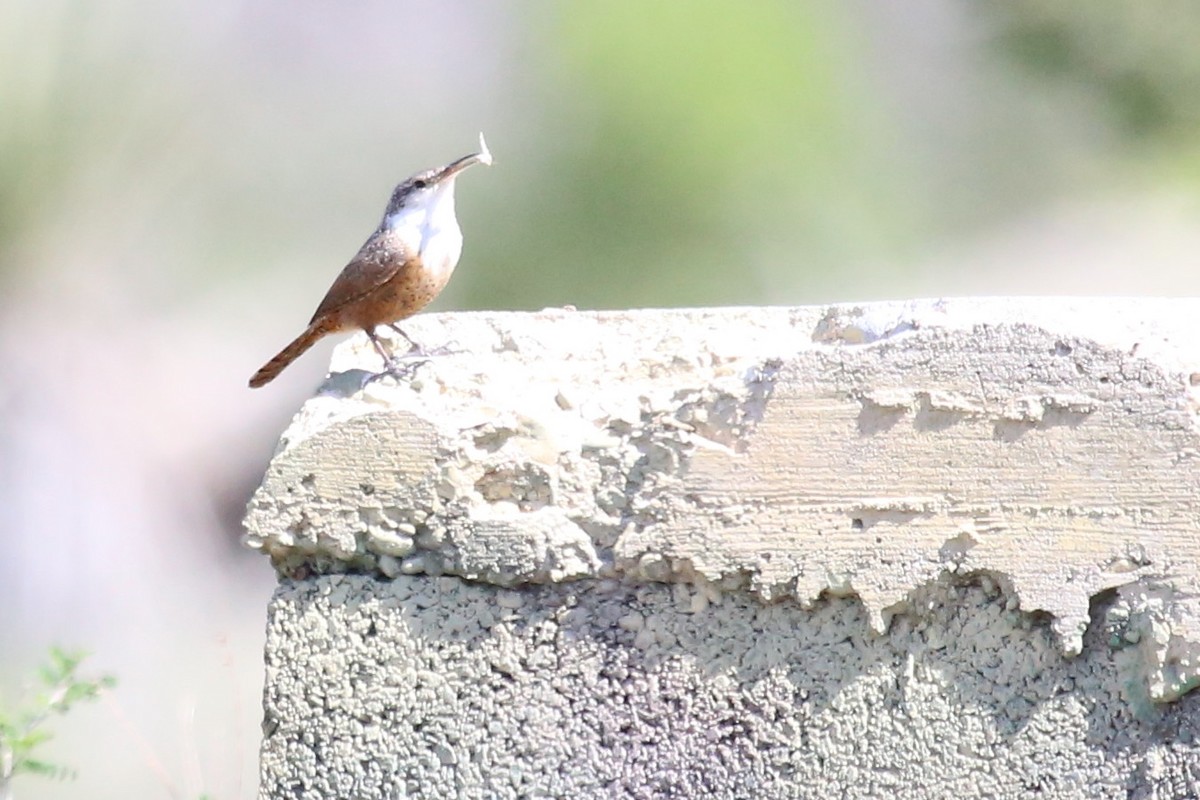 Canyon Wren - ML641743687