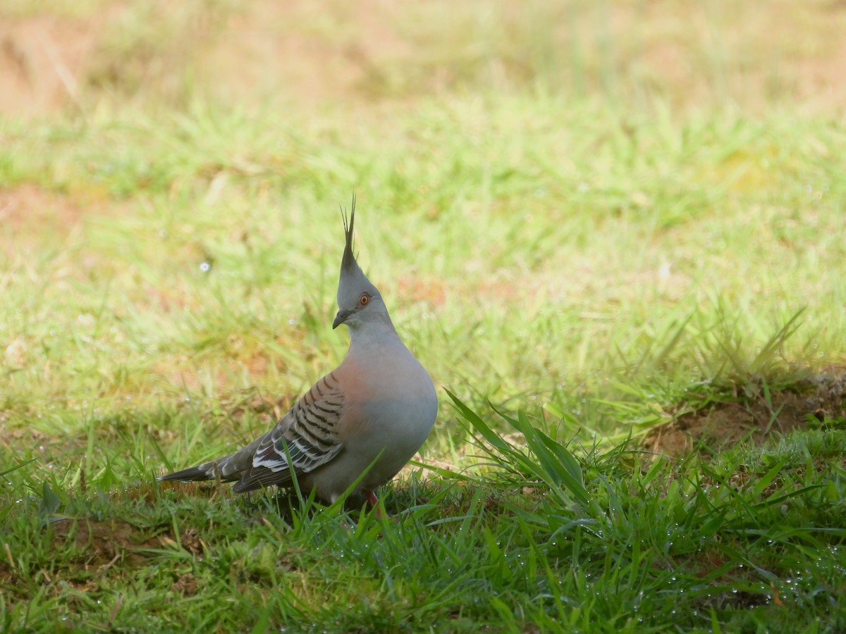 Crested Pigeon - ML641743692