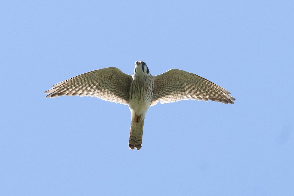 Боривітер американський [група cinnamominus ] - ML641743694