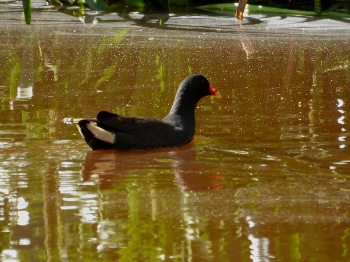 Dusky Moorhen - ML641743721