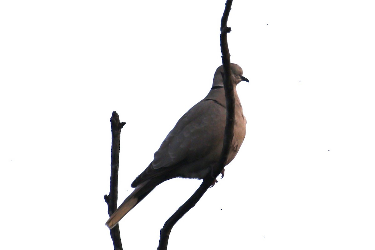 Eurasian Collared-Dove - ML641743739