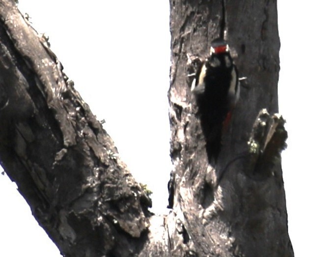 Great Spotted Woodpecker - ML641743743