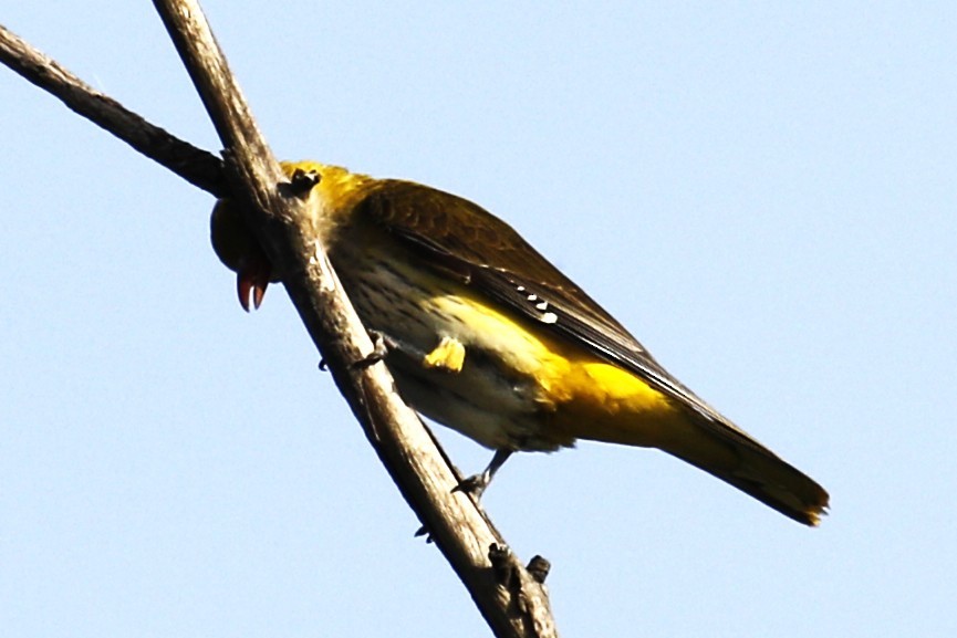 Eurasian Golden Oriole - ML641743744