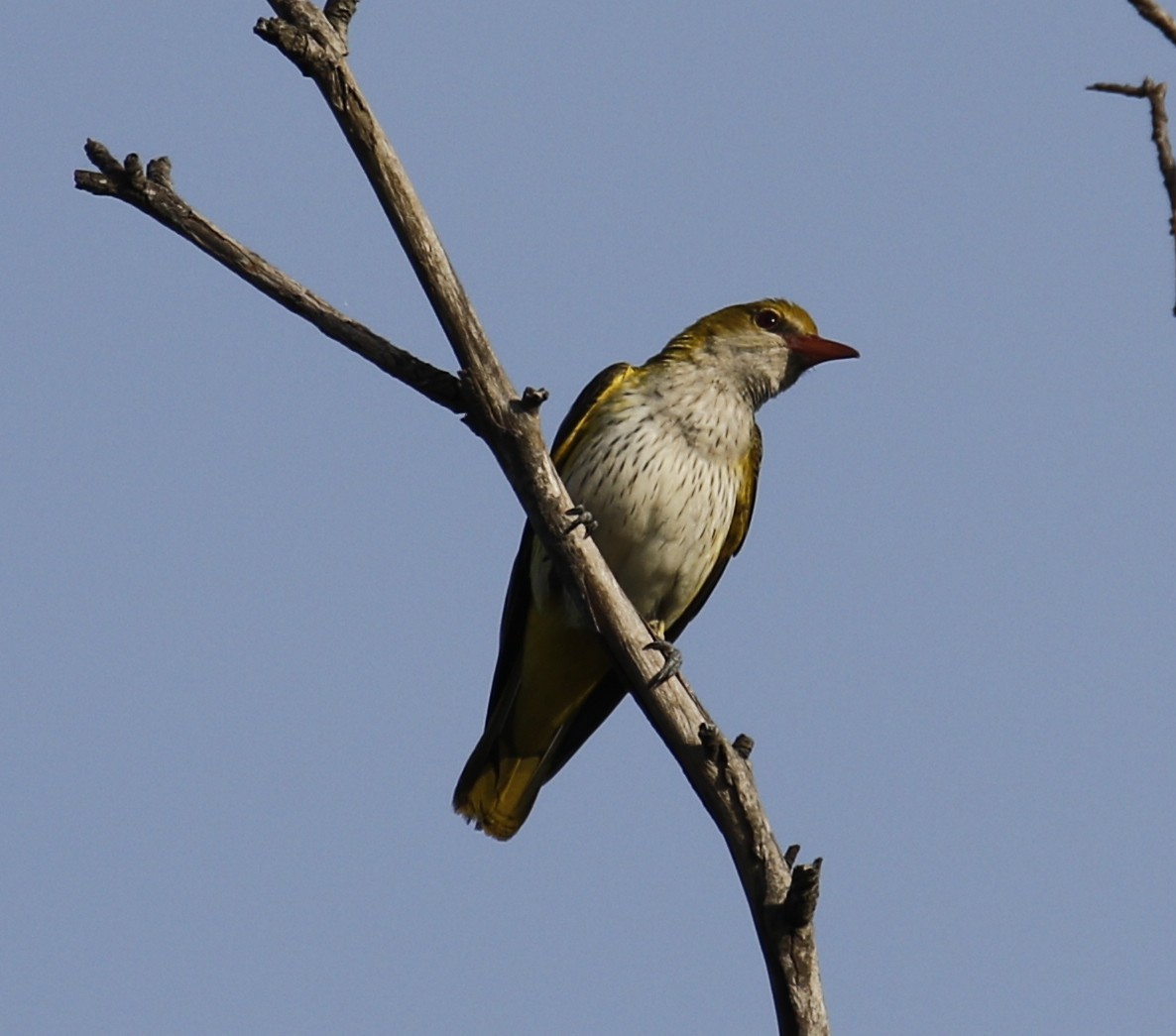 Eurasian Golden Oriole - ML641743745