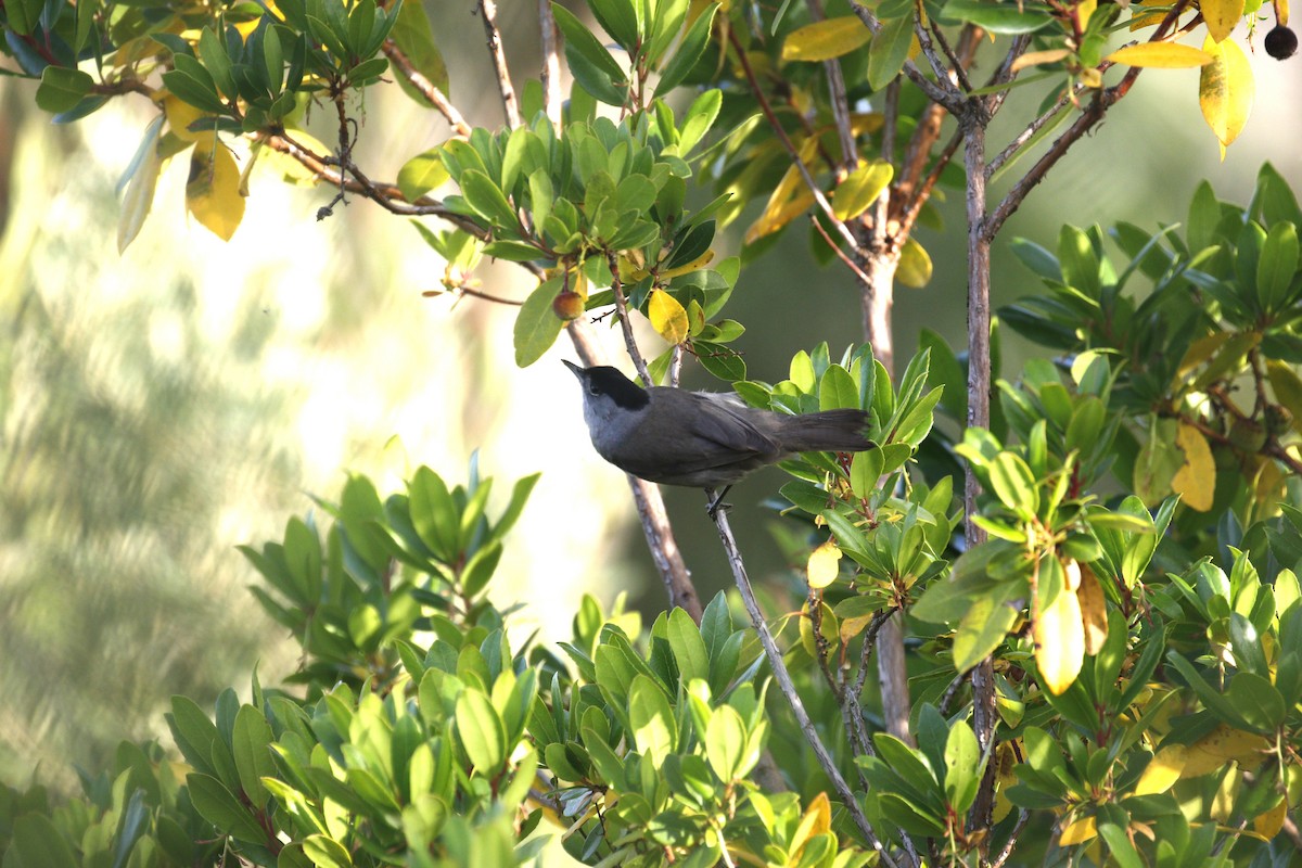 Eurasian Blackcap - ML641743749