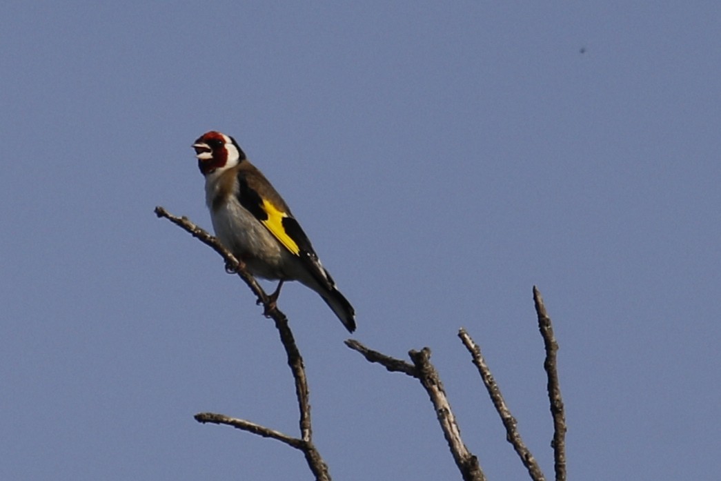 European Goldfinch - ML641743750
