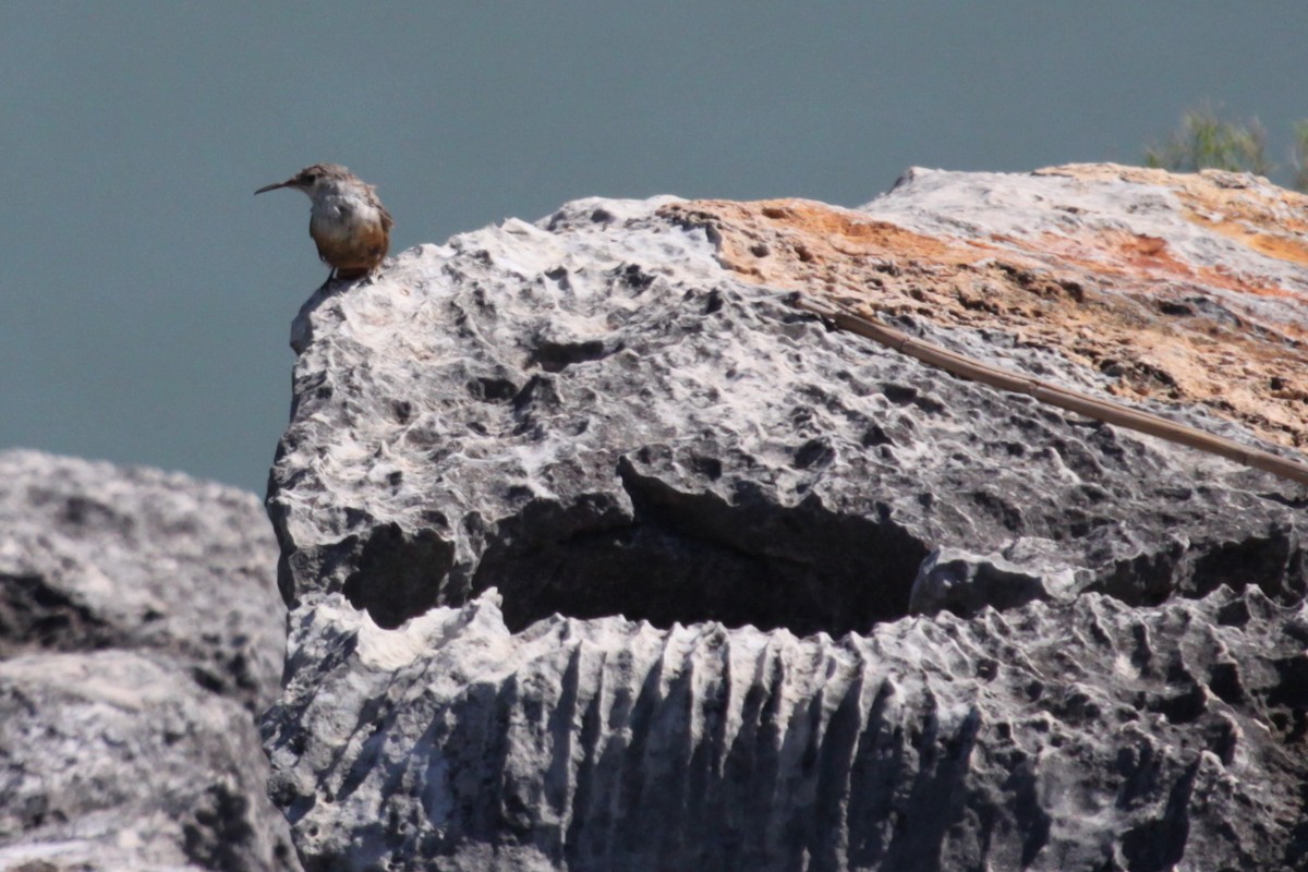 Canyon Wren - ML641743761