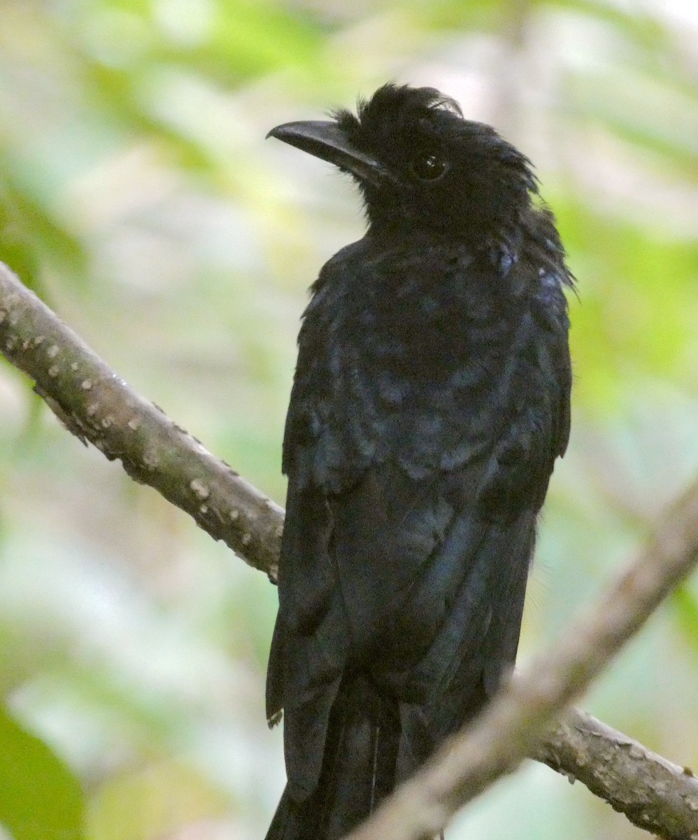 Greater Racket-tailed Drongo - ML641743865
