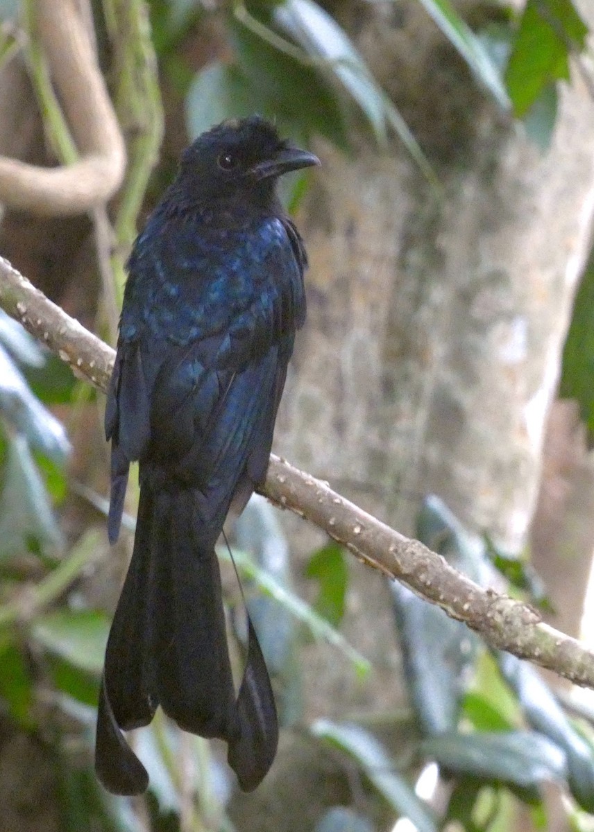 Greater Racket-tailed Drongo - ML641743866