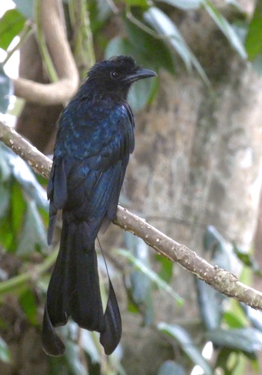 Greater Racket-tailed Drongo - ML641743867